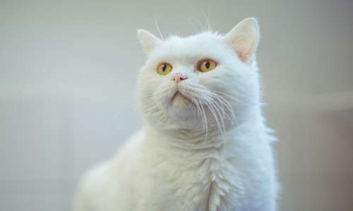 Sorgenkind Olaf sehnt sich nach einem liebevollen Zuhause.