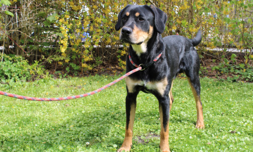 Bali ist ein sportlicher Hund der körperliche und geistige Auslastung benötigt.
