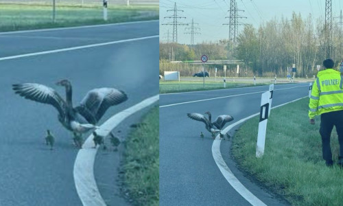 Eine Gänsefamilie hatte sich auf die Autobahn verirrt. 