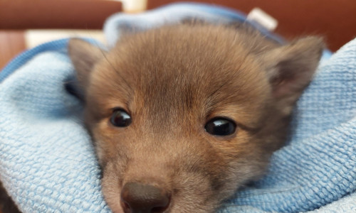 Ein Spaziergänger fand am Donnerstag einen kleinen Fuchs. 