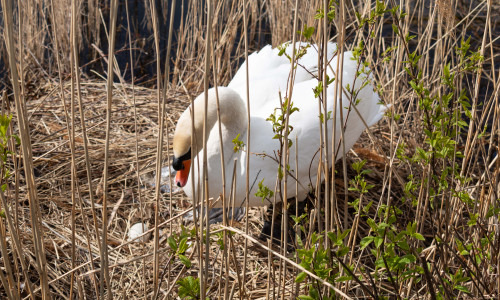 Ein Schwan brütet am Salzgittersee.