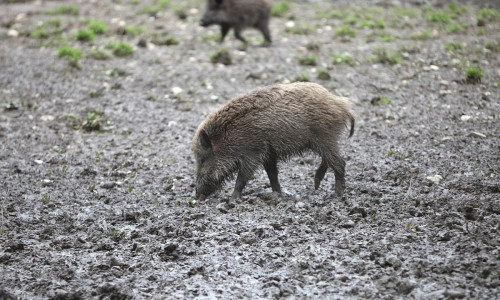 Wildschwein (Archiv)