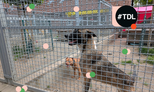 Im Tierheim Braunschweig warten zahlreiche Tiere auf ein liebevolles Zuhause.