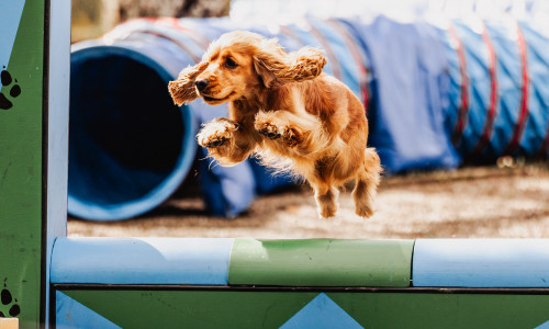 Die Harzer Hunde-Tage verbinden Information, Training und Freizeitspaß inmitten der Harzer Natur.