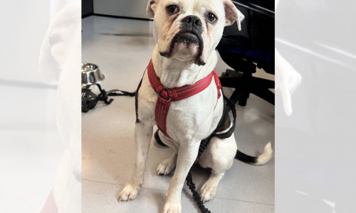 Dieser Hund war an einer Laterne angebunden.