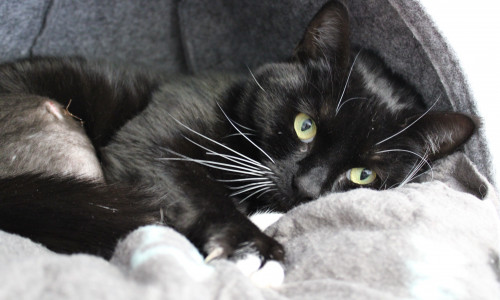 Izzy wartet im Tierheim Braunschweig auf ein neues Zuhause.