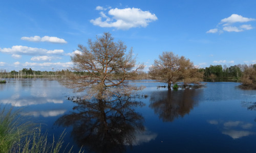 Wiedervernässung im Großen Moor bei Gifhorn.
