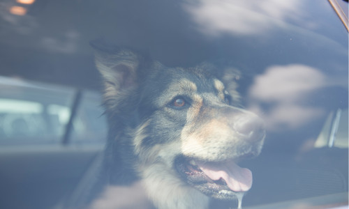 Ein überhitztes Auto kann für einen Hund schnell zur tödlichen falle werden.