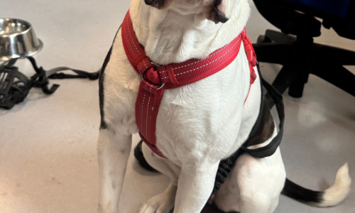 Dieser Hund war an einer Laterne angebunden.