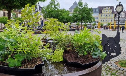 Die rund 20 Pflanzinseln für die Peiner Innenstadt sind mit besonders insektenfreundlichen Blumen bestückt.