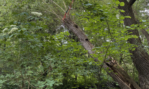 Der Baum wurde gesichert.