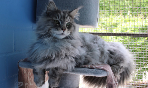 Kater Simba zeigt sich im Tierheim stets von seiner besten Seite.