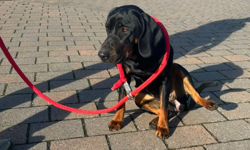 Die Polizei Braunschweig sucht nach dem Halter dieser Hündin.