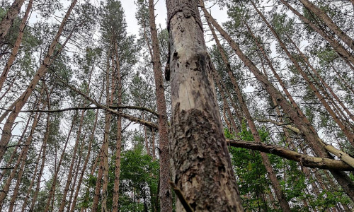 Wald (Archiv)