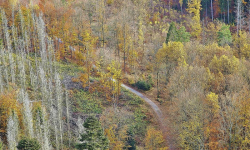 Wald (Archiv)