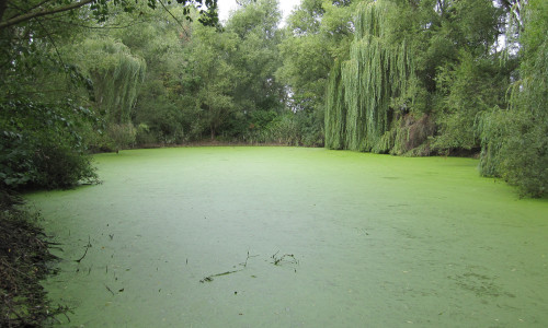 Der Hordorfer Teich soll entschlammt werden.