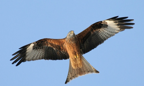 Ein Rotmilan im Flug.