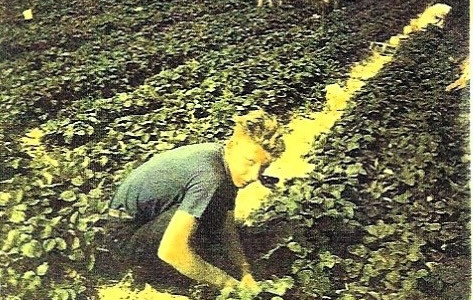 Jürgen Hartmann auf dem Erdbeerfeld im Juni 1960.