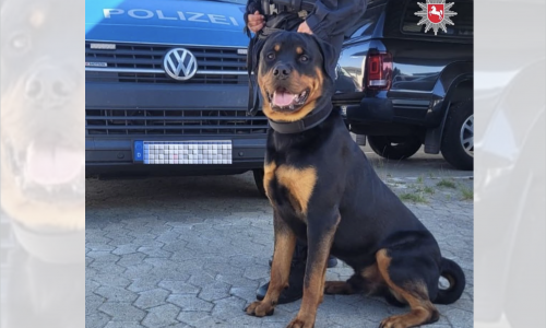 Stitch macht gerade seine Ausbildung zum Polizeihund.