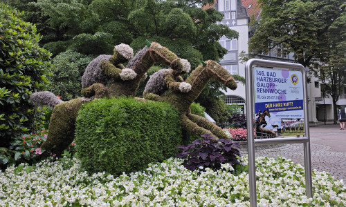 Galopprennwoche noch bis Sonntag in Bad Harzburg.