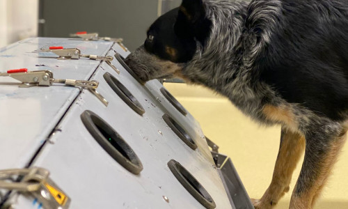 Ein speziell trainierter Spürhund „erschnüffelt“ Hinweise auf Long Covid.