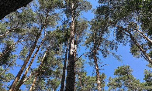 Wald (Archiv)