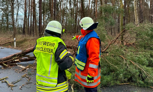 Zum größten Teil hatte die Feuerwehr mit abgebrochenen Ästen zu tun (Symbolbild).