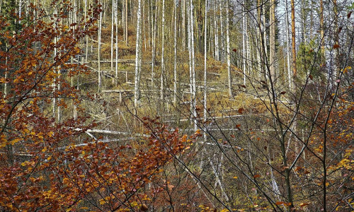 Wald (Archiv)