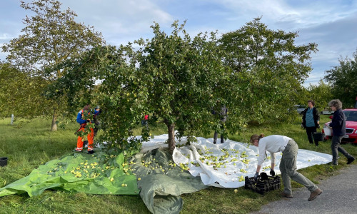 Apfelsammelaktion auf der Streuobstwiese in Destedt