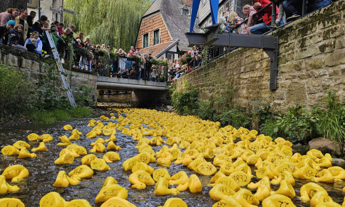 Welche wird die schnellste sein? Rund 2.000 Renn-Enten werden an den Start gehen.