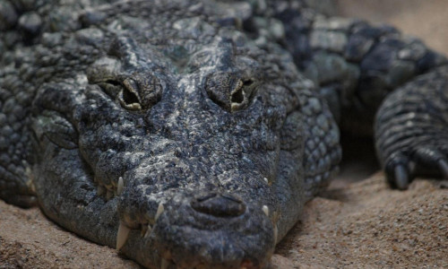 Krokodil (Archiv)