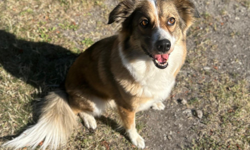Charly wünscht sich ein ruhiges Umfeld.