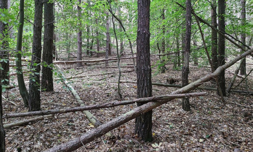 Wald (Archiv)