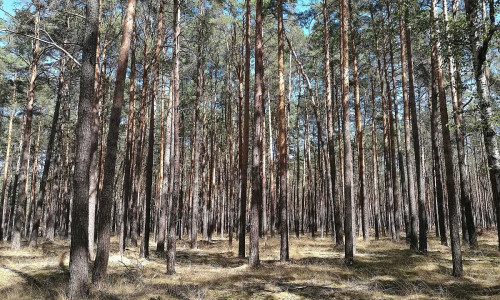 Wald (Archiv)