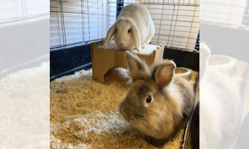Die beiden Kaninchen sind auf der Suche nach liebevollen neuen Haltern.