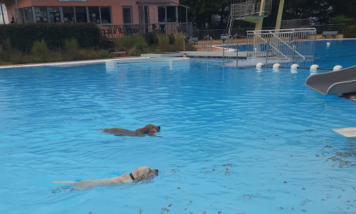 Hundeschwimmen im Freibad am Elm in Hemkenrode.
