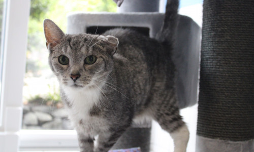 Stewart ist ein freundlicher und verschmuster Kater.