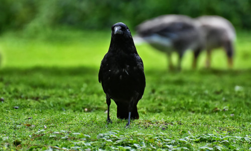 Der Vogel des Jahres wird gesucht. Wird es ein Rabe ? (Symbolbild)