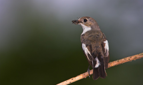 Der Trauerschnäpper möchte Vogel des Jahres werden.
