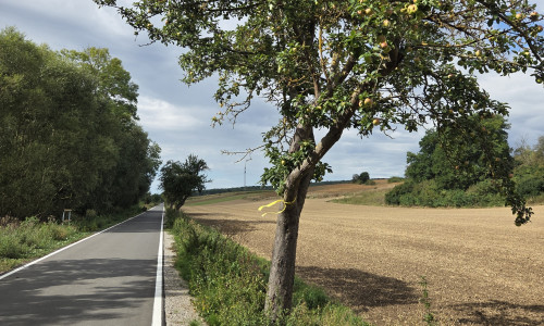 An der Fahrradstraße zwischen Immenrode und Wöltingerode markieren die Gelben Bänder bereits Pflückstellen.