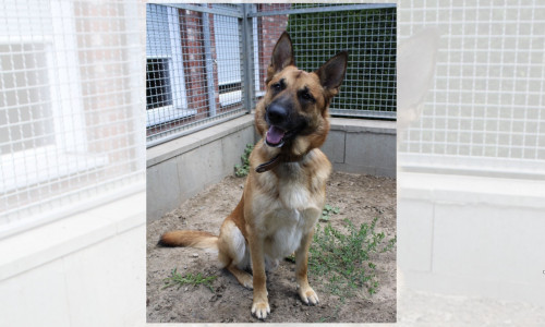 Kobra sucht erfahrene Hundehalter.