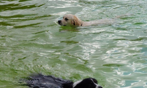 An dem Tag dürfen auch die Vierbeiner eine Runde im kühlen Nass des Freibades drehen und sich austoben.