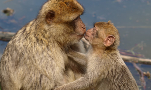 Heute leben Berberaffen fast nur noch in Nordafrika in freier Wildbahn. Vor 300.000 Jahren gab es sie aber auch in unserer Region.