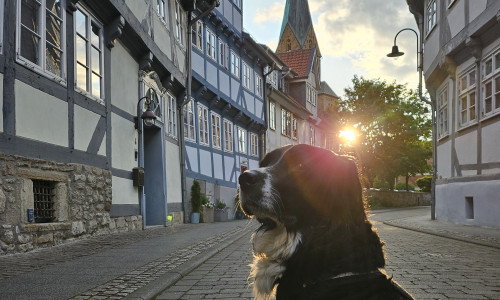 Im Oktober findet in Wolfenbüttel ein Tiersegnungsgottesdienst statt.