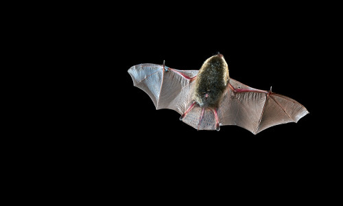 Fledermaus im Flug.