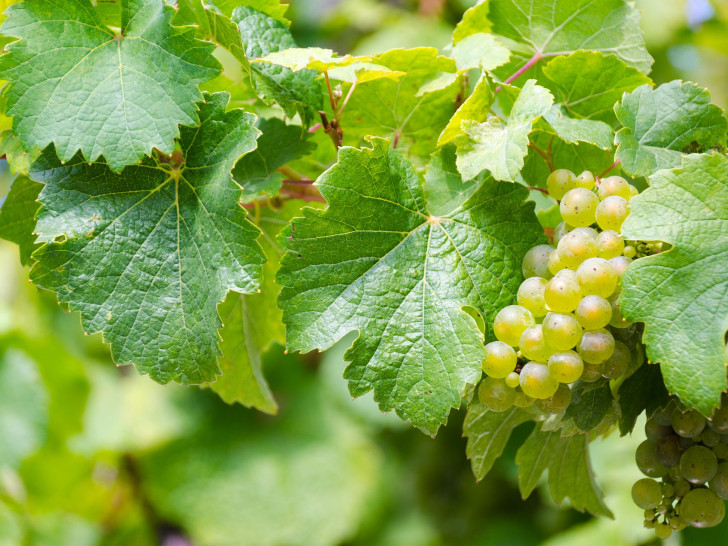 Der Riesling wird im März 1435 erstmalig erwähnt. Foto: Pixabay