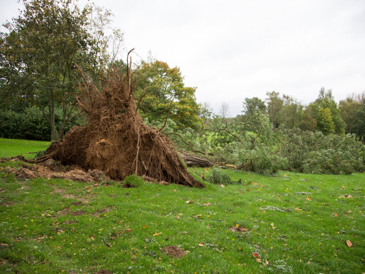 Umgestürzter Baum auf dem Platz des Golf-Klub Braunschweig. Foto: Martin Wogan