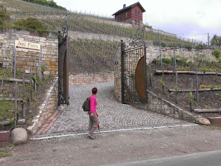 Die Ernte in den deutschen Weinbergen beginnt in diesem Jahr sehr früh. Symbolbild: Pixabay