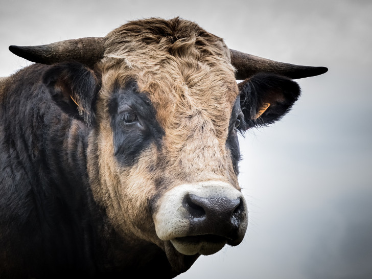 Der Lebensmittelhandel wirbt für hochwertige Herkünfte und hat Rindfleisch damit ein positives Image gegeben. Davon profitieren in erster Linie ausländische Rindermäster. Foto: Pixabay
