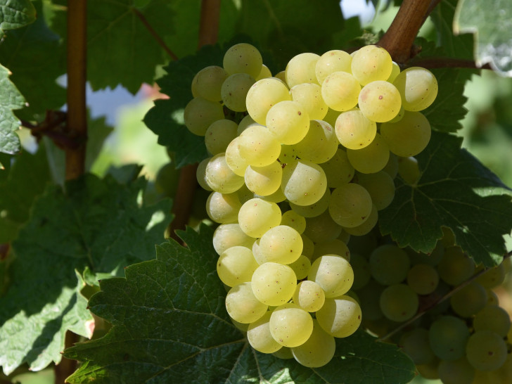 Aus Trauben wird Wein - und jetzt als Herbstbotschafter Federweißer. Foto: Pixabay